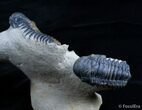 Triple Crotalocephalina Trilobite - Natural Sculpture #3056-7